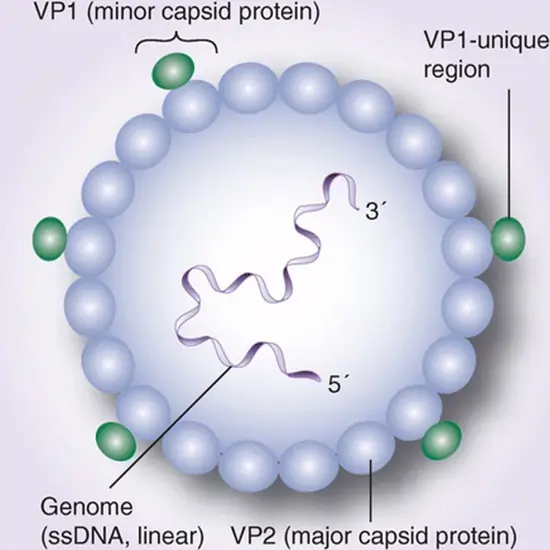Parvovirus B19 IgG antibody Serum Test